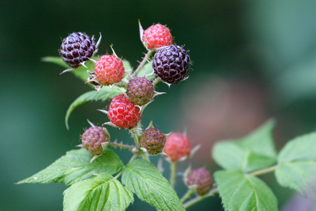 Edible Plant Life of the Black Hills