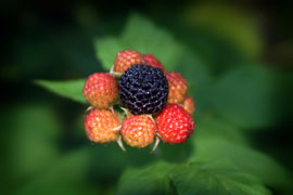 black raspberry cluster