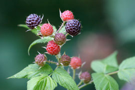 black raspberries