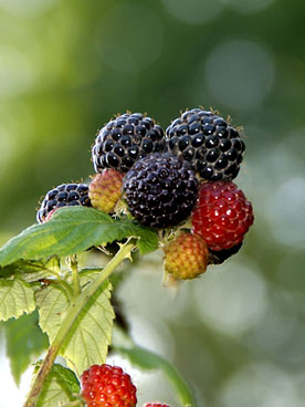 black raspberry plant stem