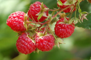 red raspberries